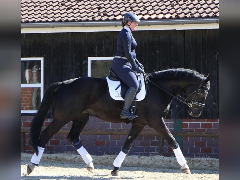 Oldenbourg Hongre 10 Ans 180 cm Noir in D&#xFC;lmen