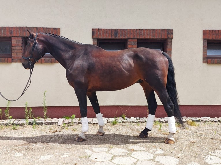 Oldenbourg Croisé Hongre 10 Ans 183 cm Bai brun in Otorowo