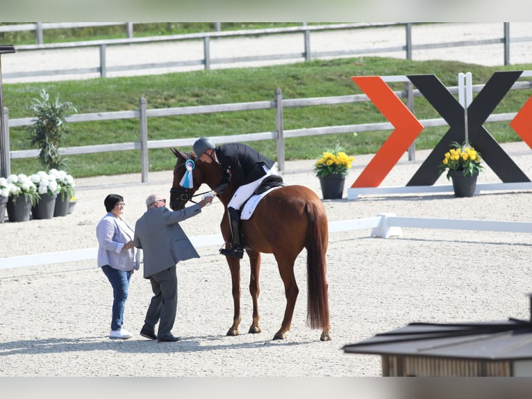 Oldenbourg Hongre 10 Ans 188 cm Alezan in Deutsch Brodersdorf