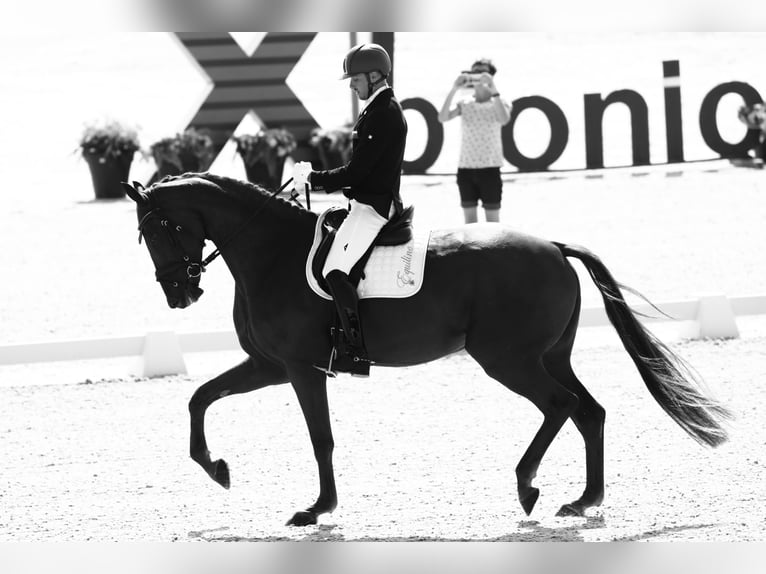 Oldenbourg Hongre 10 Ans 188 cm Alezan in Deutsch Brodersdorf