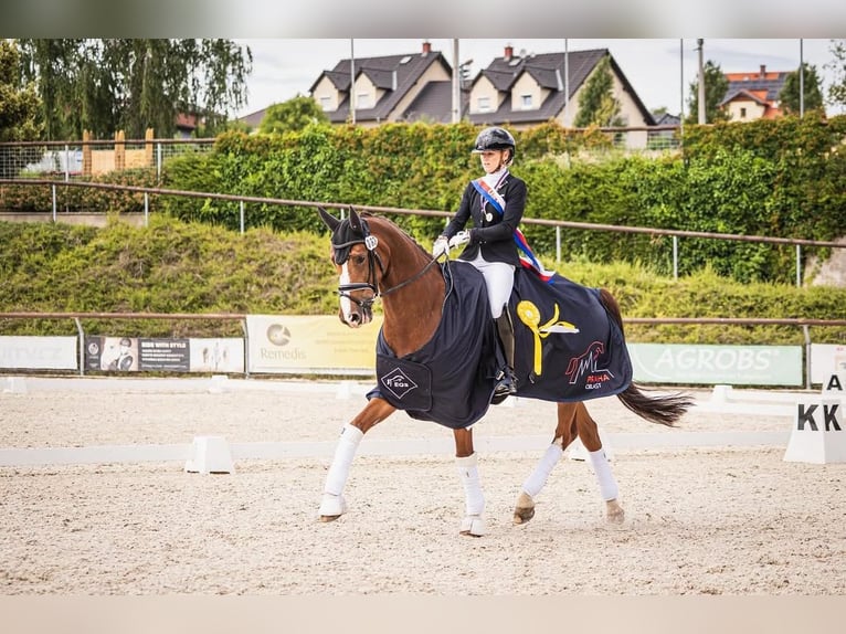 Oldenbourg Hongre 11 Ans 163 cm Alezan brûlé in Prague