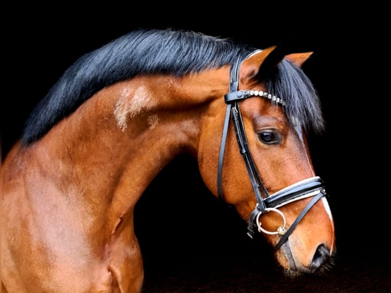 Oldenbourg Hongre 11 Ans 163 cm Bai in Wesel