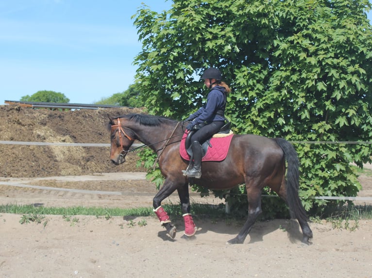 Oldenbourg Hongre 11 Ans 167 cm Bai brun in Stahnsdorf