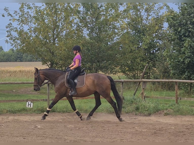 Oldenbourg Hongre 11 Ans 167 cm Bai brun in Stahnsdorf