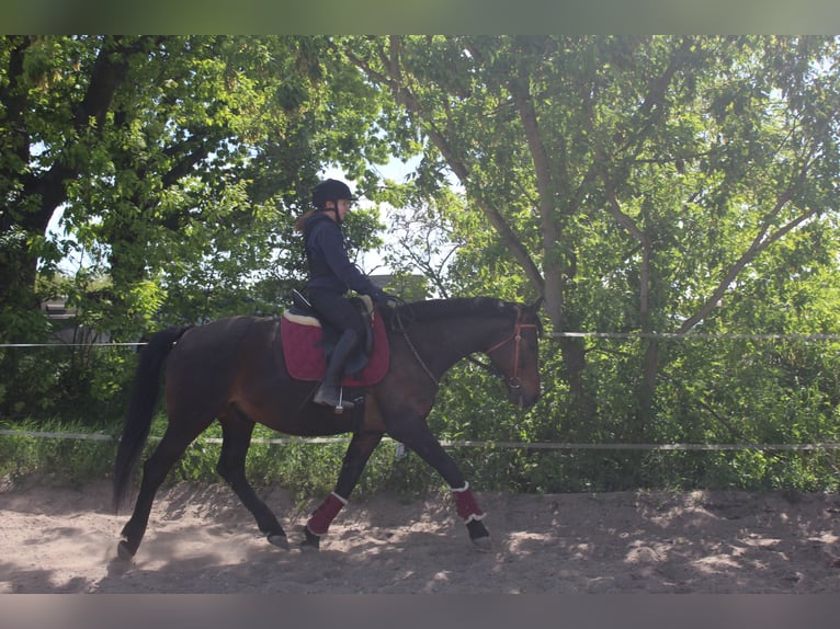 Oldenbourg Hongre 11 Ans 167 cm Bai brun in Stahnsdorf