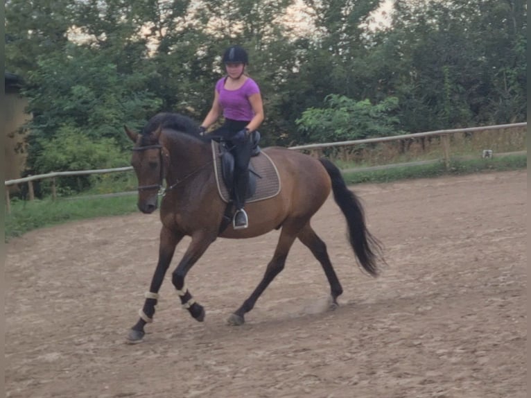 Oldenbourg Hongre 11 Ans 167 cm Bai brun in Stahnsdorf