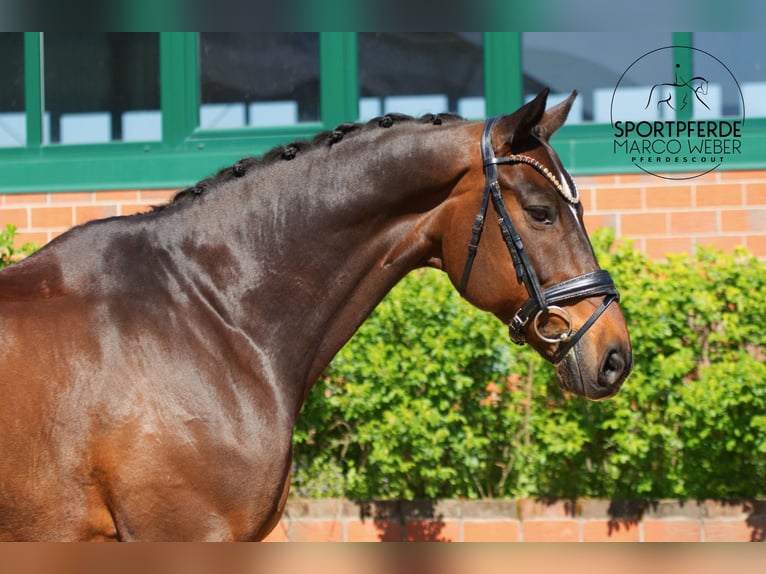 Oldenbourg Hongre 11 Ans 168 cm Bai brun in Bramsche