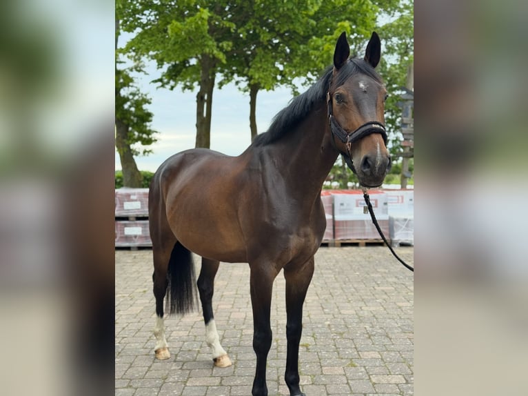 Oldenbourg Hongre 11 Ans 168 cm Bai brun in Wendorf Oldenbourg Hongre 11 Ans 168 cm Bai brun in Wendorf