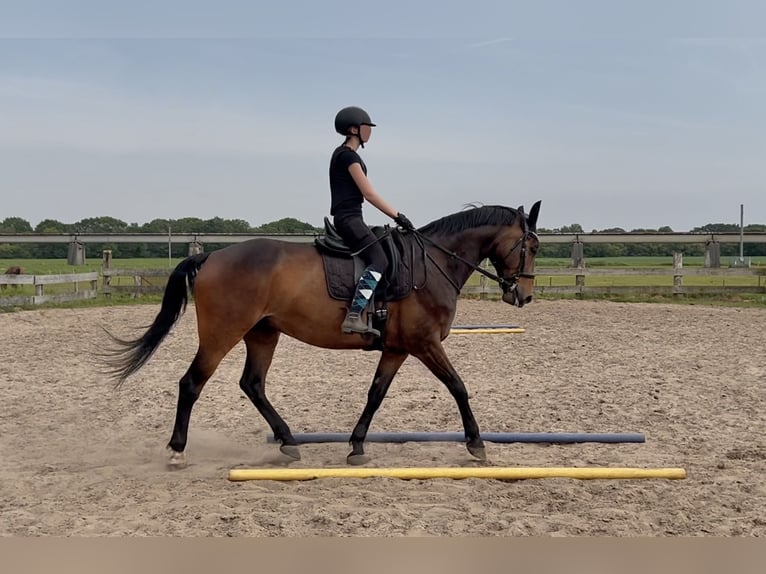 Oldenbourg Hongre 11 Ans 169 cm Bai brun in Lathen