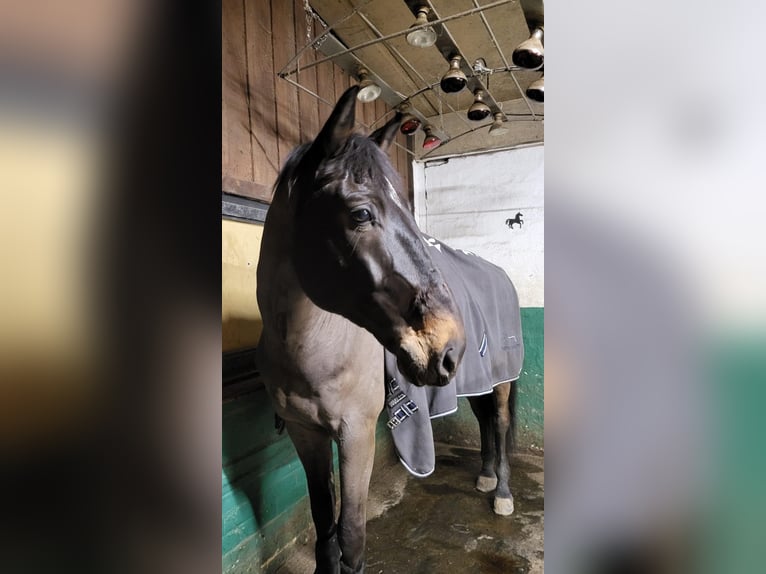 Oldenbourg Hongre 11 Ans 169 cm Bai brun in Arnsberg