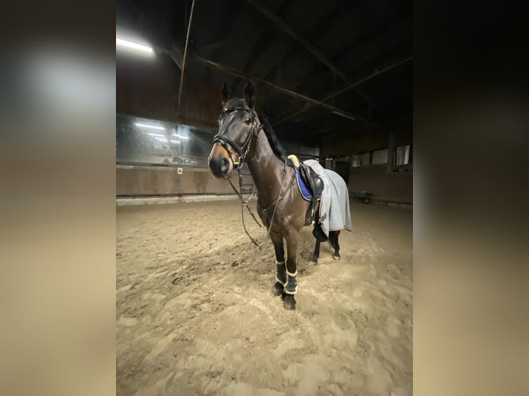 Oldenbourg Hongre 11 Ans 169 cm Bai brun in Arnsberg