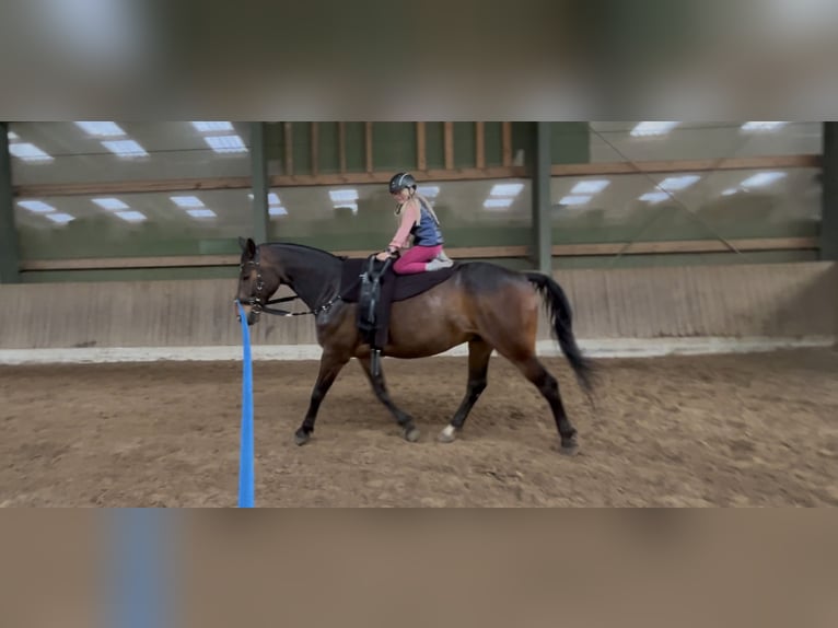 Oldenbourg Hongre 11 Ans 169 cm Bai brun foncé in Lathen