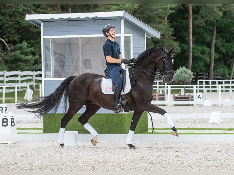 Oldenbourg Hongre 11 Ans 169 cm Noir in Pilisjászfalu