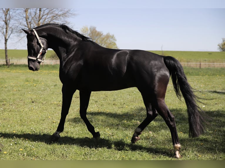 Oldenbourg Hongre 11 Ans 169 cm Noir in Stadland