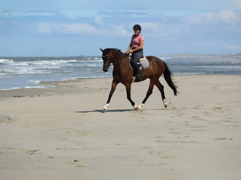 Oldenbourg Hongre 11 Ans 170 cm Bai brun in Leer (Ostfriesland)