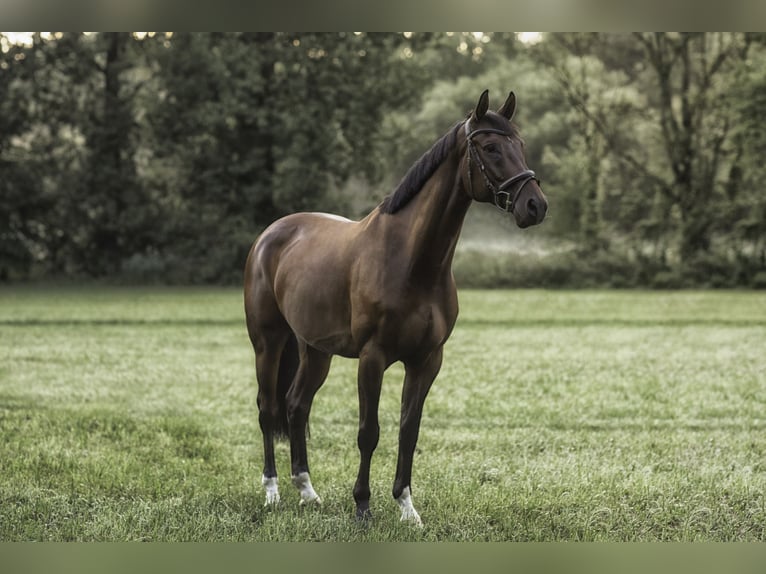 Oldenbourg Hongre 11 Ans 170 cm Bai brun in Straubenhardt