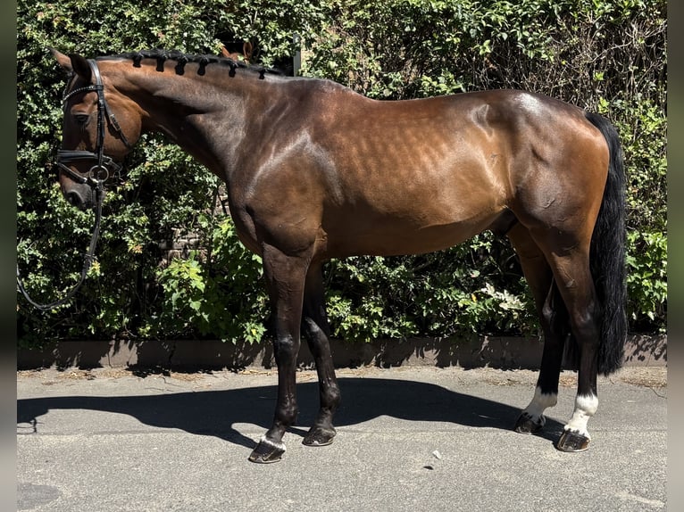 Oldenbourg Hongre 11 Ans 170 cm Bai brun in Niederkassel