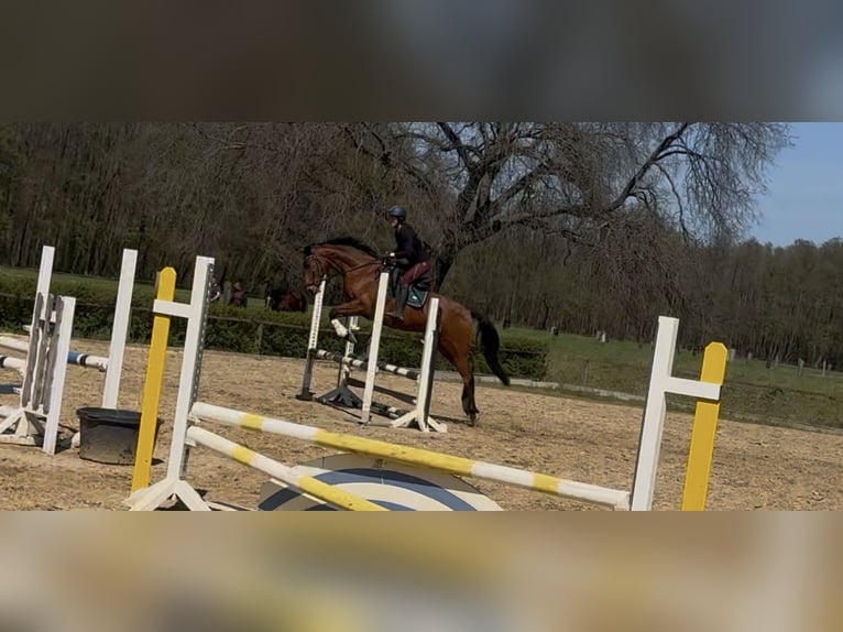 Oldenbourg Hongre 11 Ans 170 cm Bai in Tauche