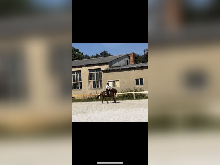 Oldenbourg Hongre 11 Ans 170 cm Bai in Tauche