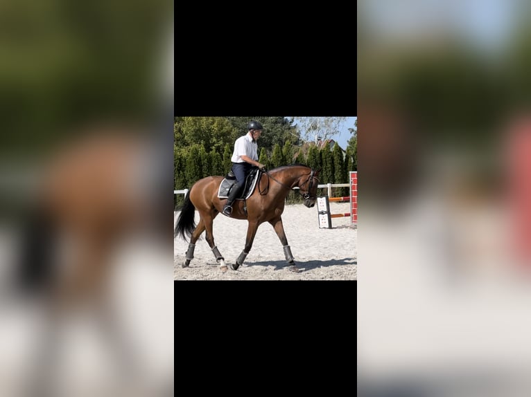 Oldenbourg Hongre 11 Ans 170 cm Bai in Tauche