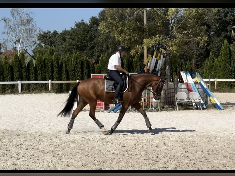 Oldenbourg Hongre 11 Ans 170 cm Bai in Tauche