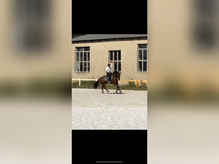 Oldenbourg Hongre 11 Ans 170 cm Bai in Tauche