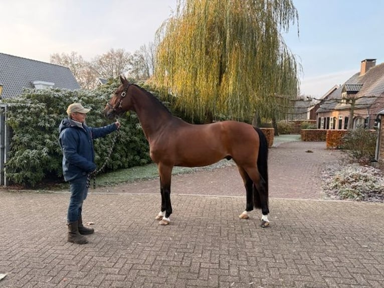 Oldenbourg Hongre 11 Ans 170 cm Bai in GROTE-BROGEL