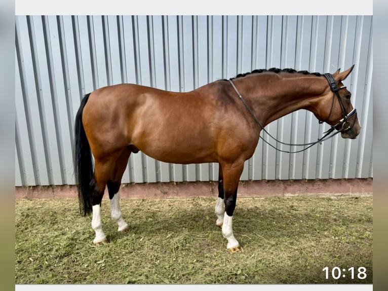 Oldenbourg Hongre 11 Ans 170 cm Bai in Minden