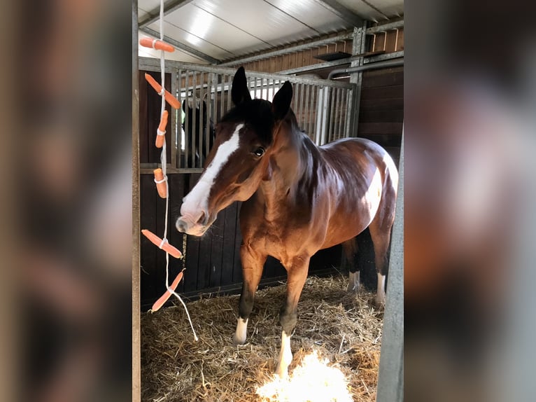 Oldenbourg Hongre 11 Ans 170 cm Bai in Minden