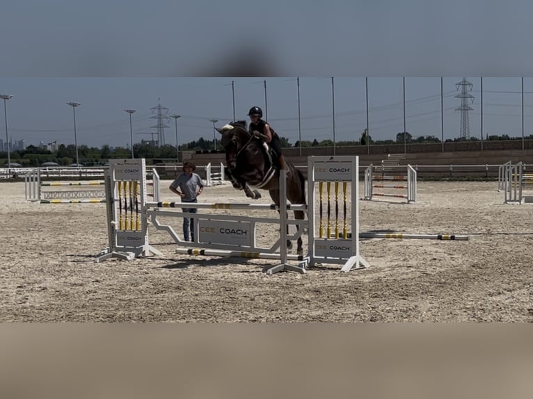 Oldenbourg Hongre 11 Ans 170 cm Bai in Frankfurt am Main