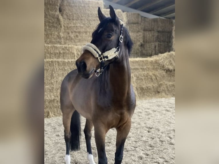 Oldenbourg Hongre 11 Ans 170 cm Bai in Erlensee