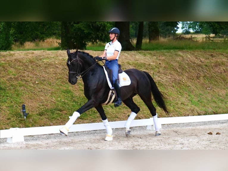 Oldenbourg Hongre 11 Ans 170 cm Noir in Freiensteinau