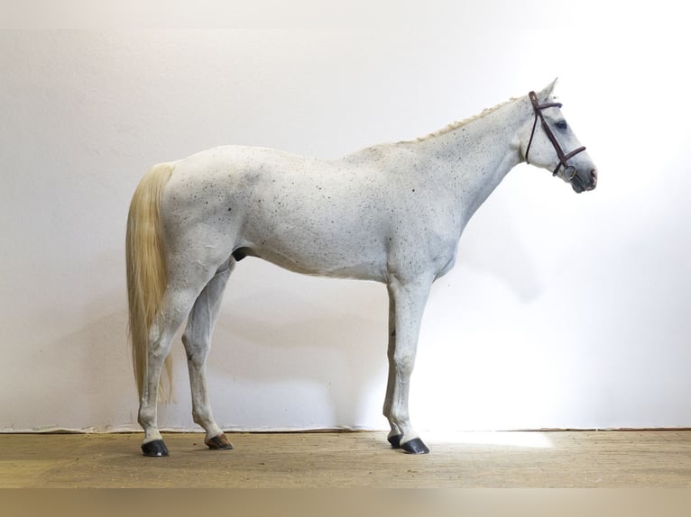 Oldenbourg Hongre 11 Ans 171 cm Gris in Waddinxveen