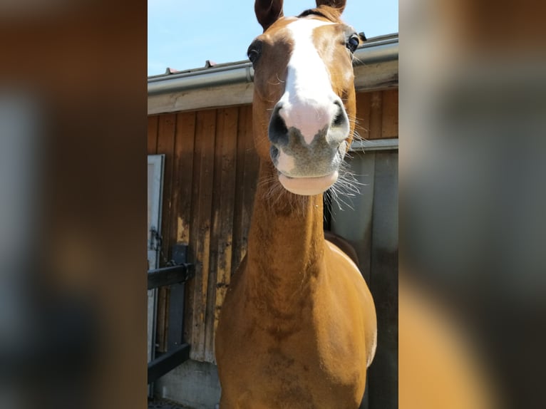 Oldenbourg Hongre 11 Ans 172 cm Alezan brûlé in Leobendorf