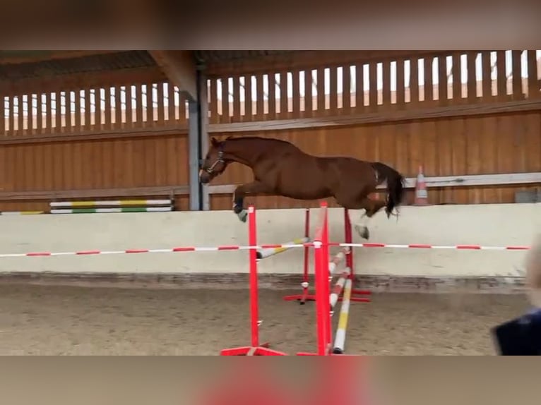 Oldenbourg Hongre 11 Ans 172 cm Alezan brûlé in Leobendorf