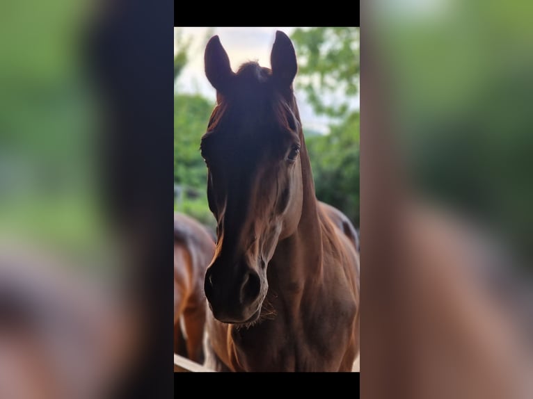Oldenbourg Hongre 11 Ans 172 cm Bai brun in Waghäusel