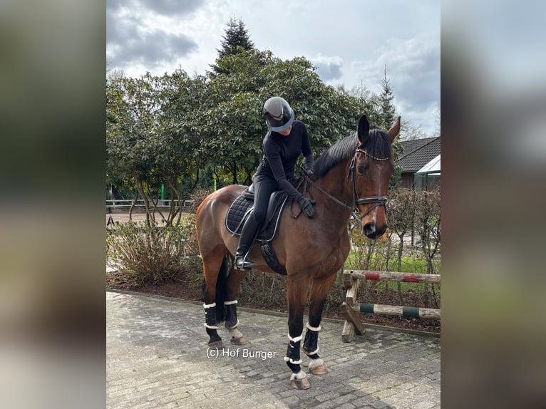 Oldenbourg Hongre 11 Ans 172 cm Bai in Friesoythe