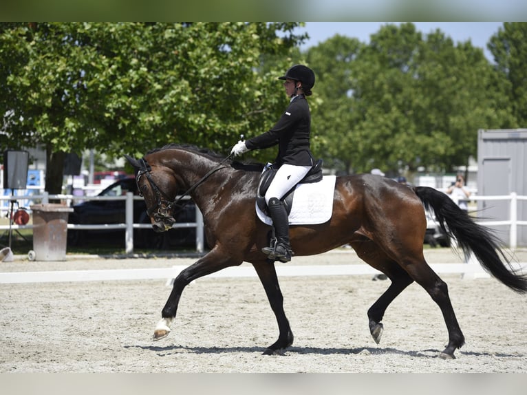 Oldenbourg Hongre 11 Ans 172 cm Bai in Wien, Leopoldstadt Oldenbourg Hongre 11 Ans 172 cm Bai in Wien, Leopoldstadt