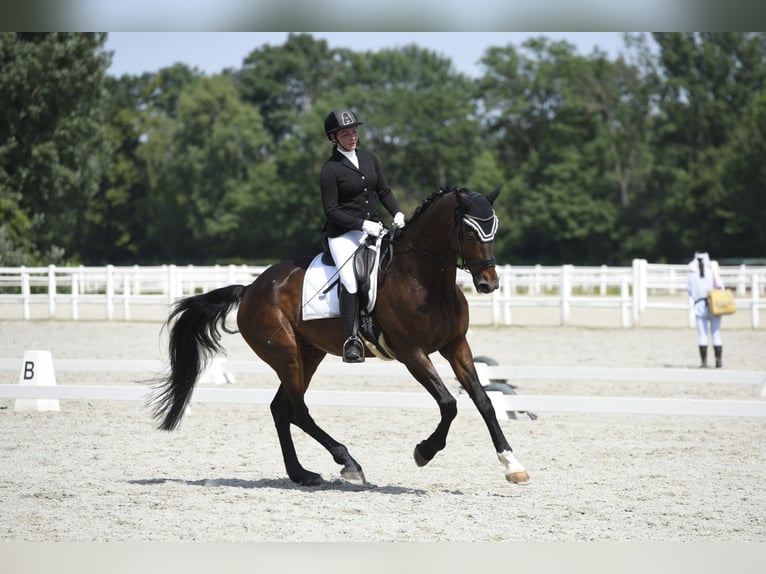 Oldenbourg Hongre 11 Ans 172 cm Bai in Wien, Leopoldstadt Oldenbourg Hongre 11 Ans 172 cm Bai in Wien, Leopoldstadt