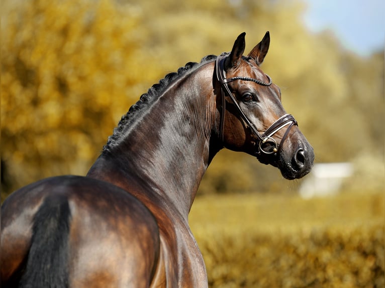 Oldenbourg Hongre 11 Ans 173 cm Bai brun foncé in Greven