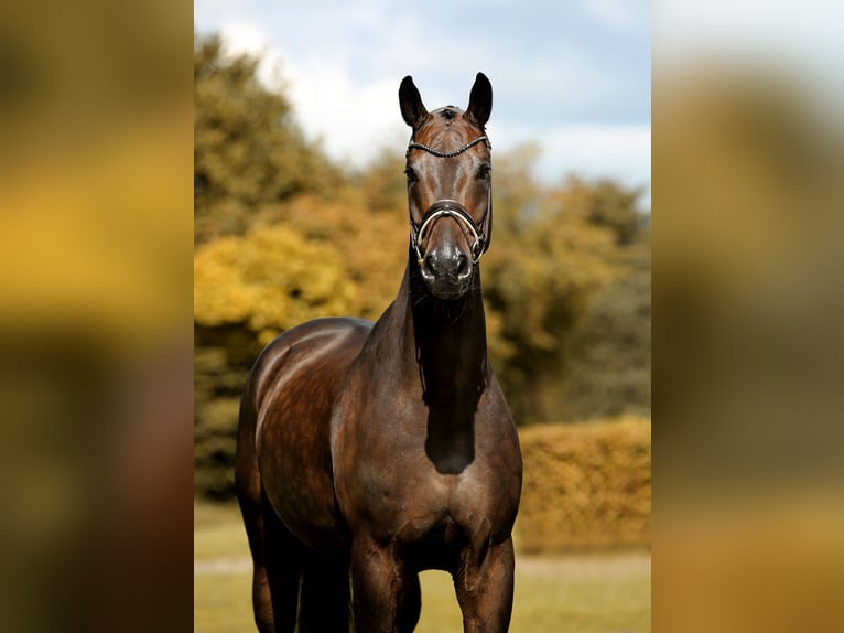 Oldenbourg Hongre 11 Ans 173 cm Bai brun foncé in Greven