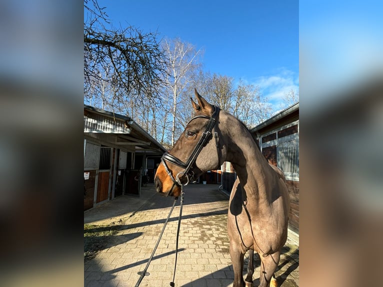 Oldenbourg Hongre 11 Ans 173 cm Bai in Beggingen