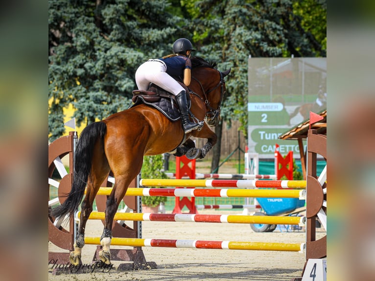 Oldenbourg Hongre 11 Ans 173 cm Bai in Győrújbarát