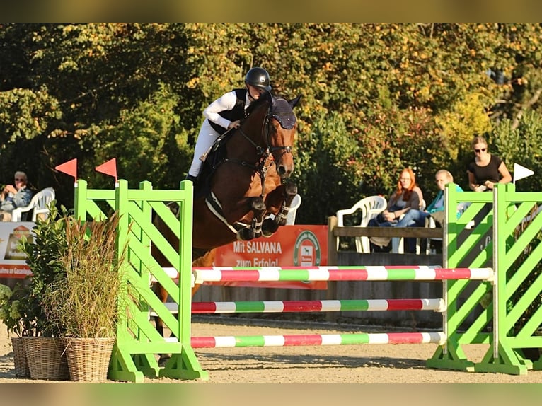 Oldenbourg Hongre 11 Ans 173 cm Bai in Scharbeutz
