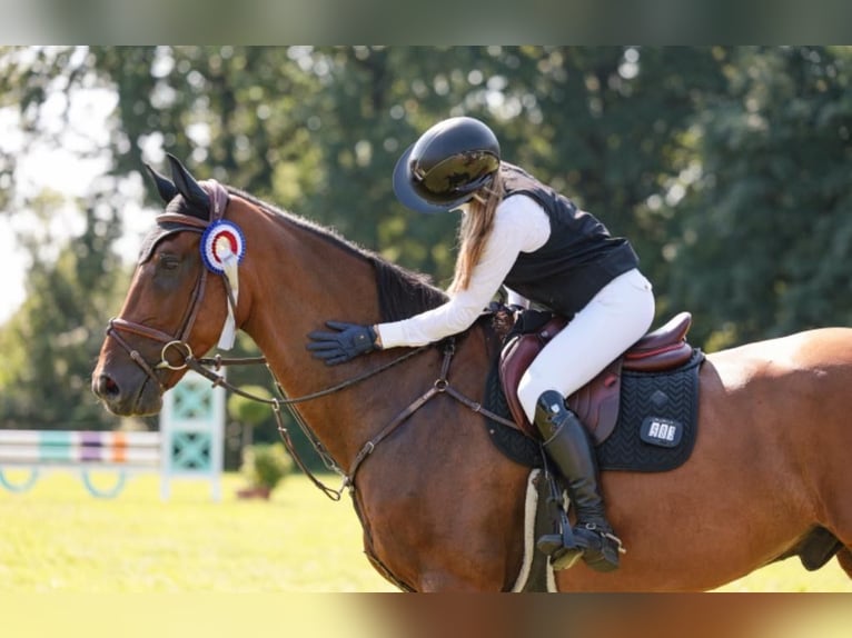 Oldenbourg Hongre 11 Ans 173 cm Bai in Scharbeutz