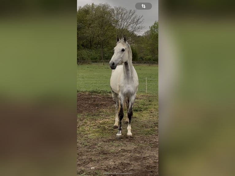 Oldenbourg Hongre 11 Ans 173 cm Gris pommelé in Bergisch Gladbach