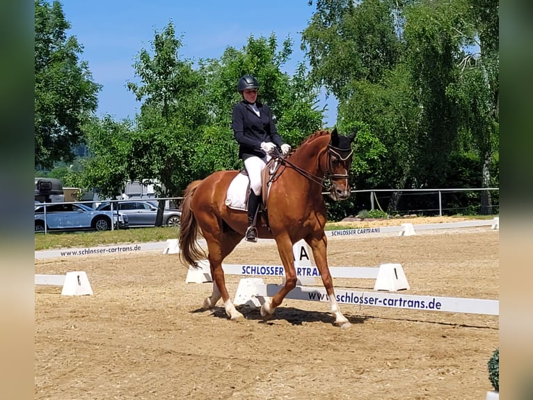 Oldenbourg Hongre 11 Ans 174 cm Alezan in Herborn