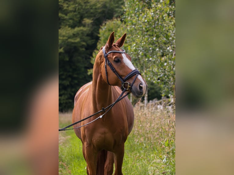 Oldenbourg Hongre 11 Ans 174 cm Alezan in Bonefeld