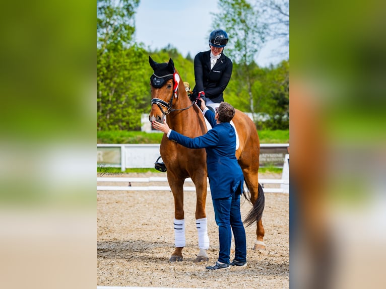 Oldenbourg Hongre 11 Ans 175 cm Alezan in Barłomino