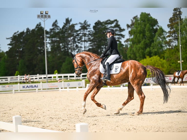 Oldenbourg Hongre 11 Ans 175 cm Alezan in Barłomino